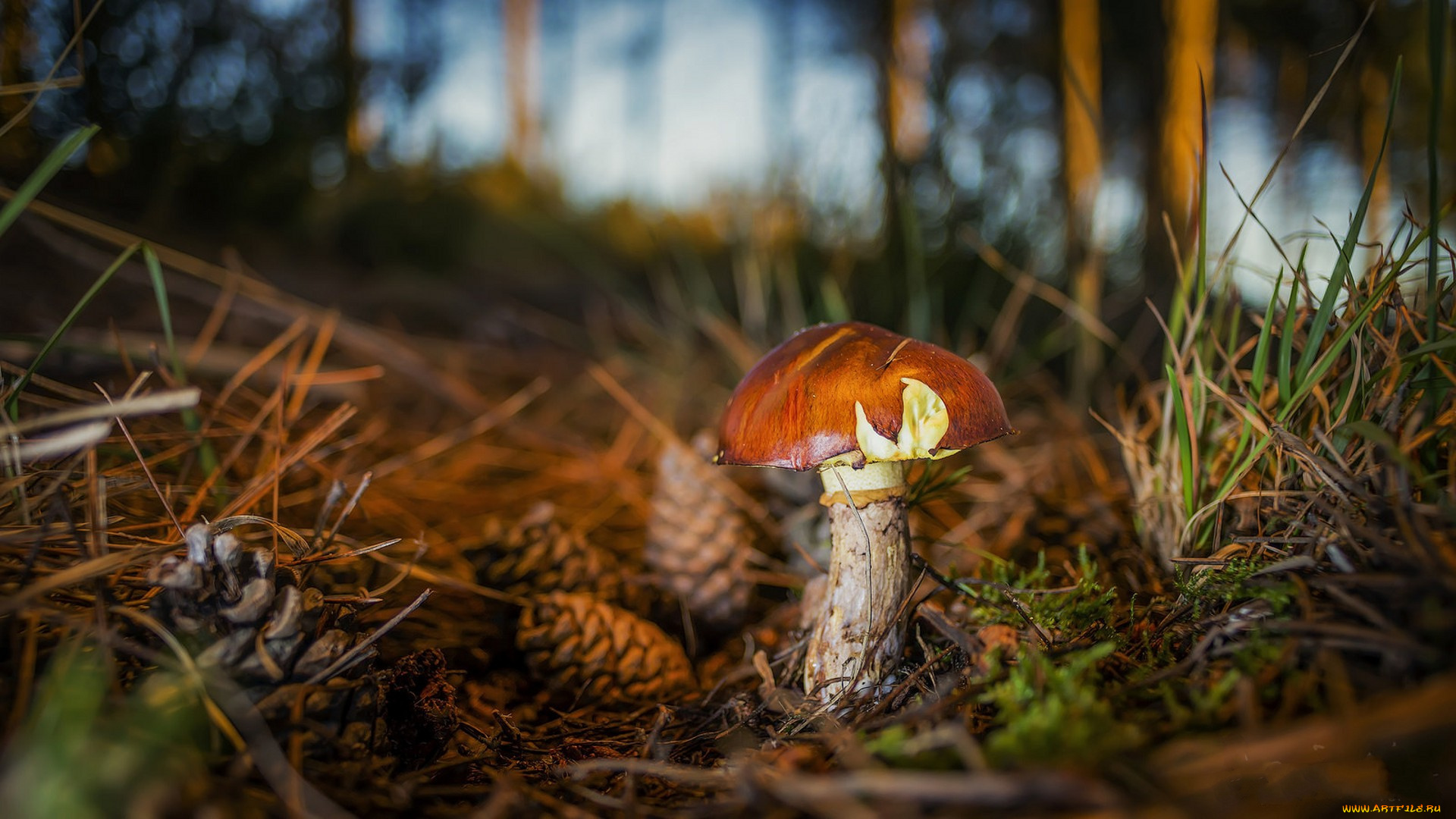 природа, грибы, простор
