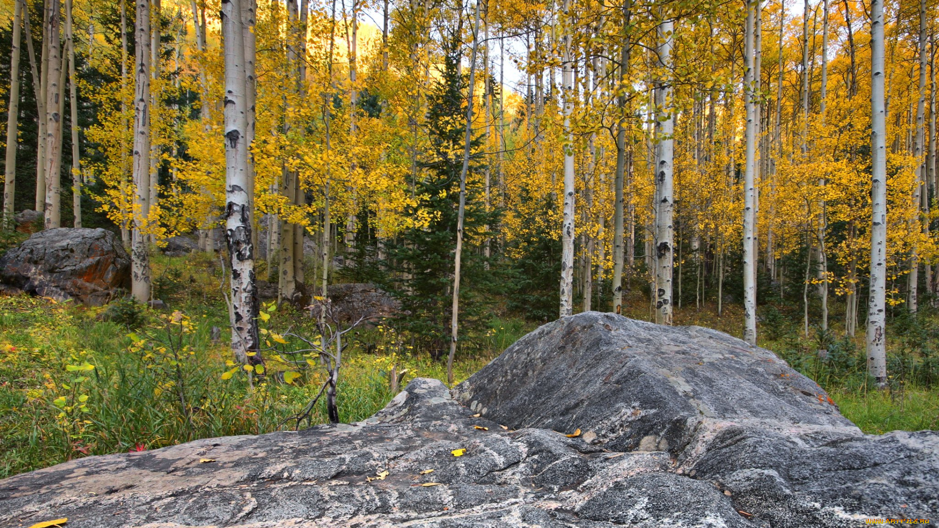природа, лес, березы, осень