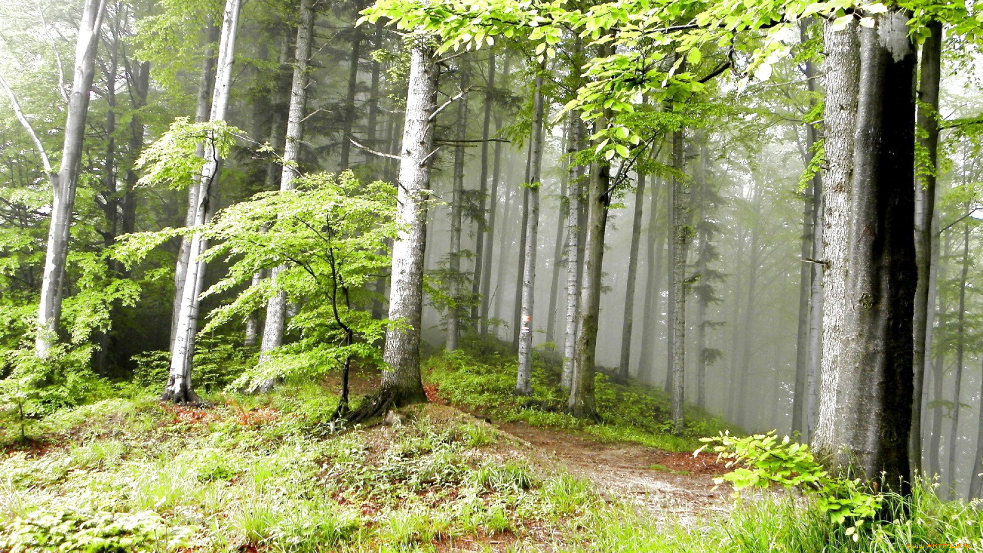 природа, лес, туман