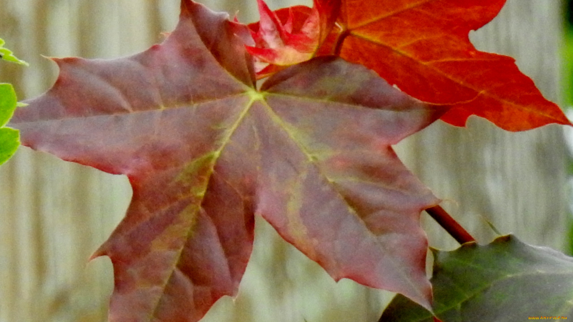 природа, листья, лист, кленовый