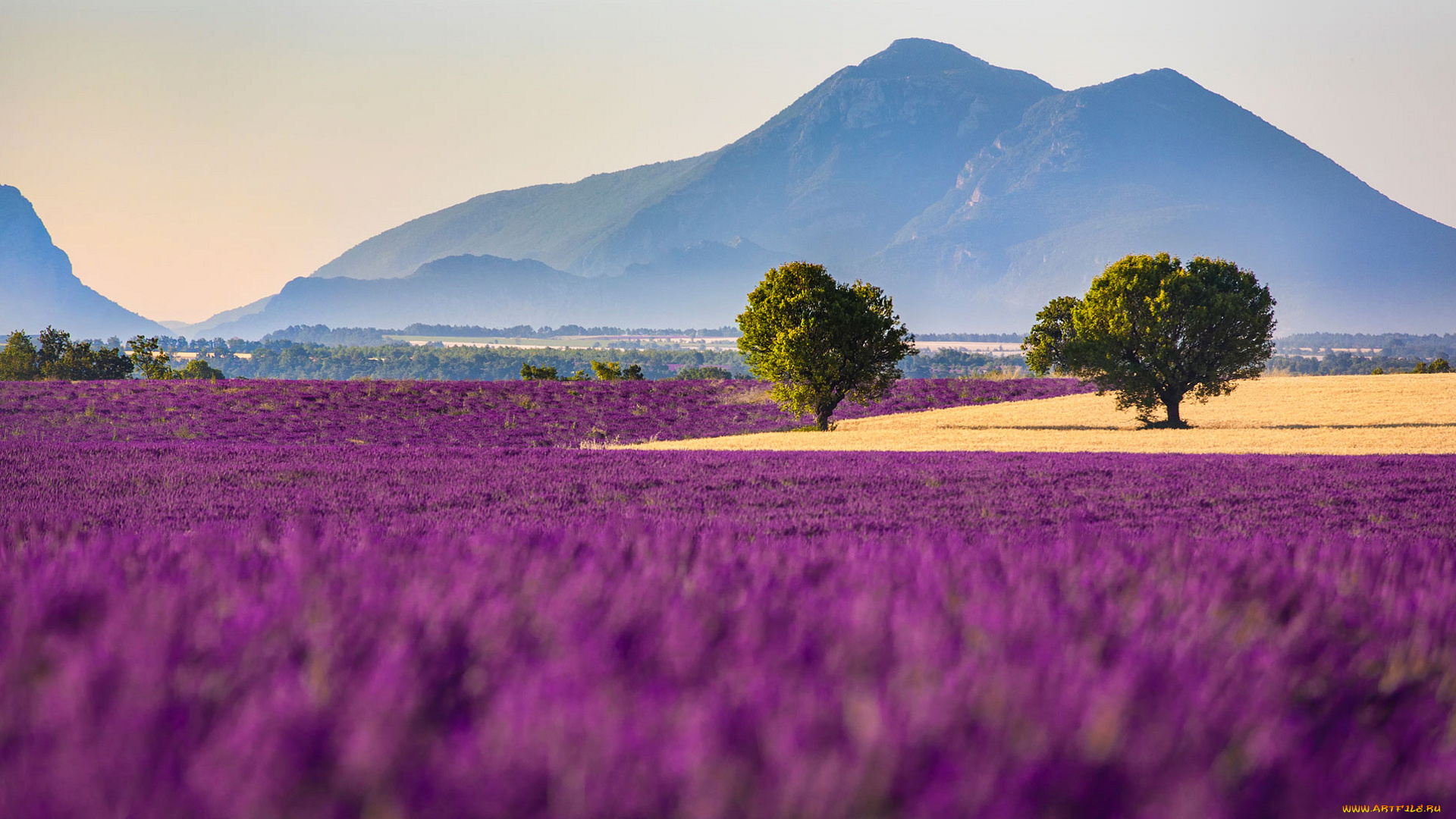 природа, луга, поля, деревья, горы, лаванда