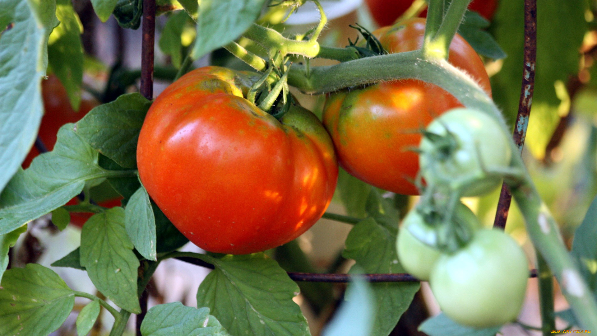 природа, плоды, помидоры