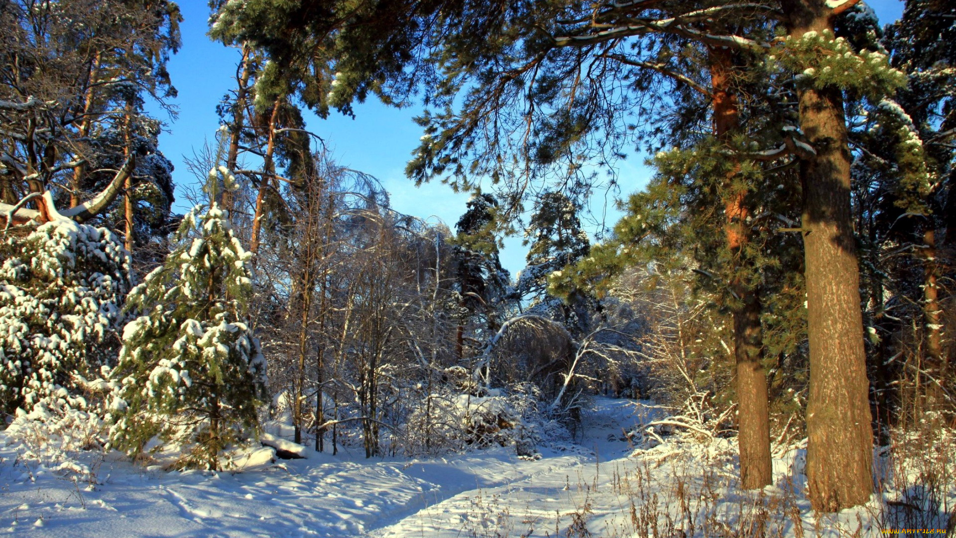 природа, зима, деревья, снег, лес