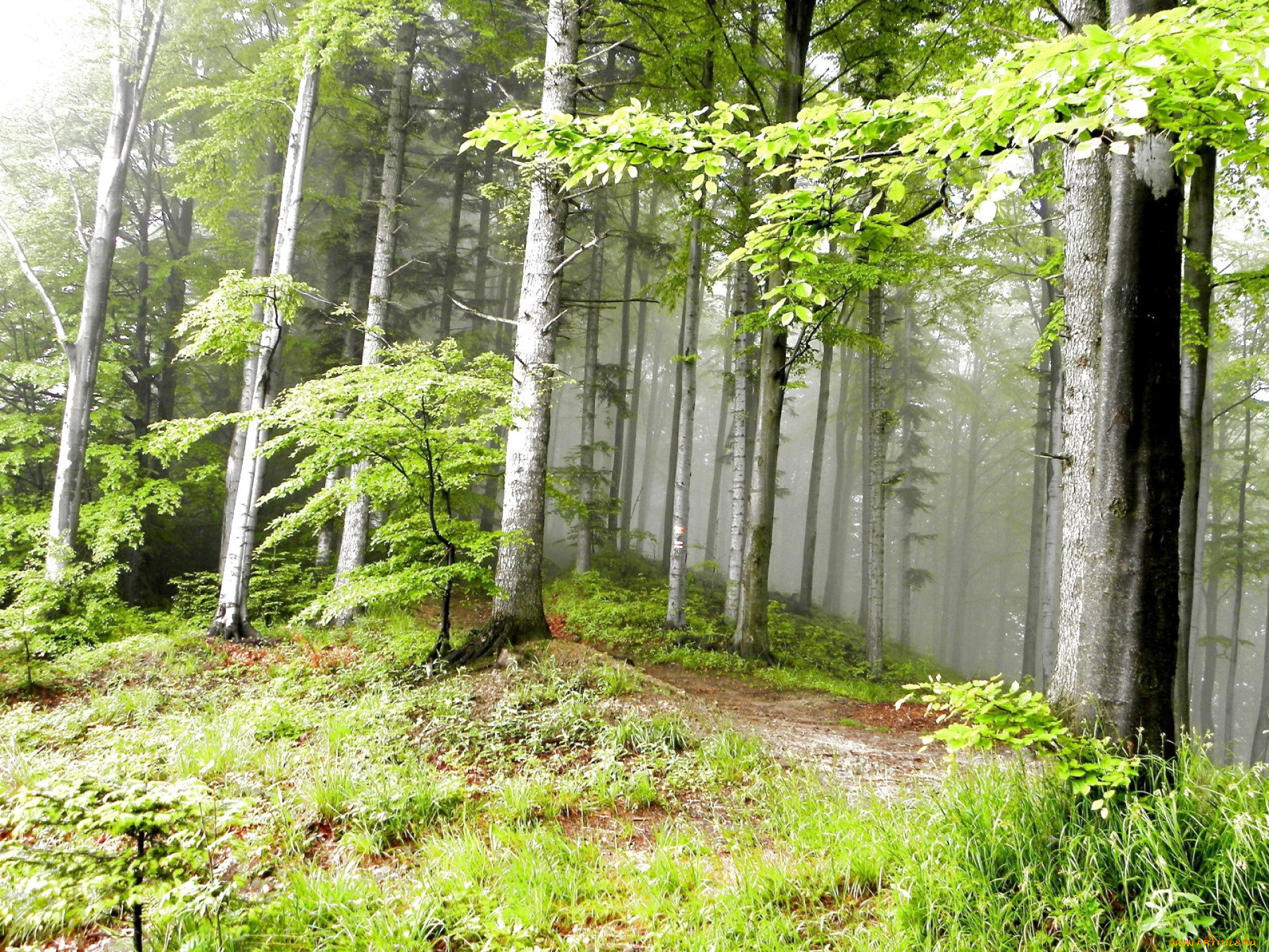 природа, лес, туман