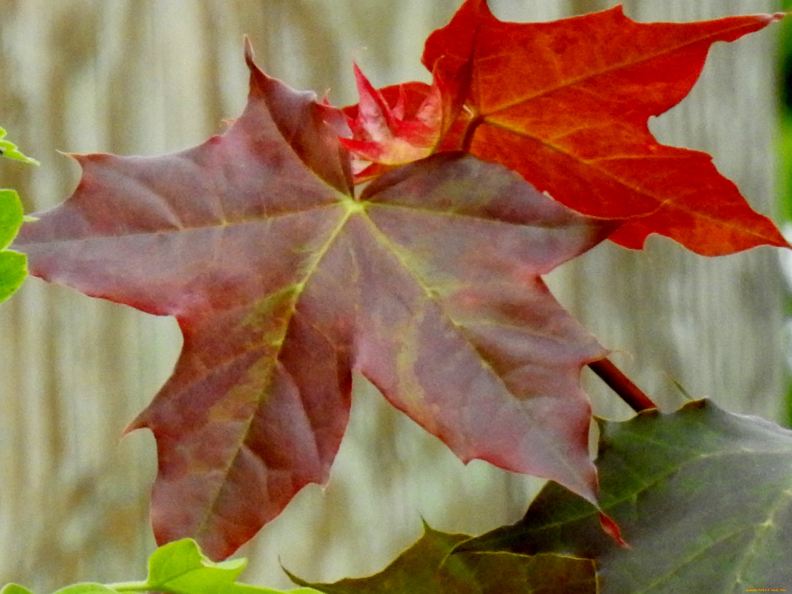 природа, листья, лист, кленовый