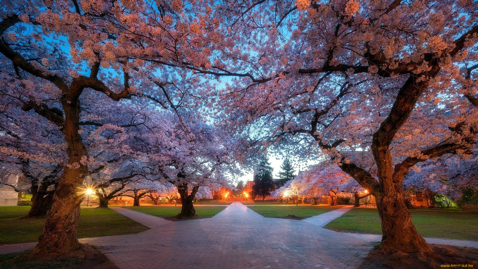 природа, парк, аллеи, деревья, весна, цветение