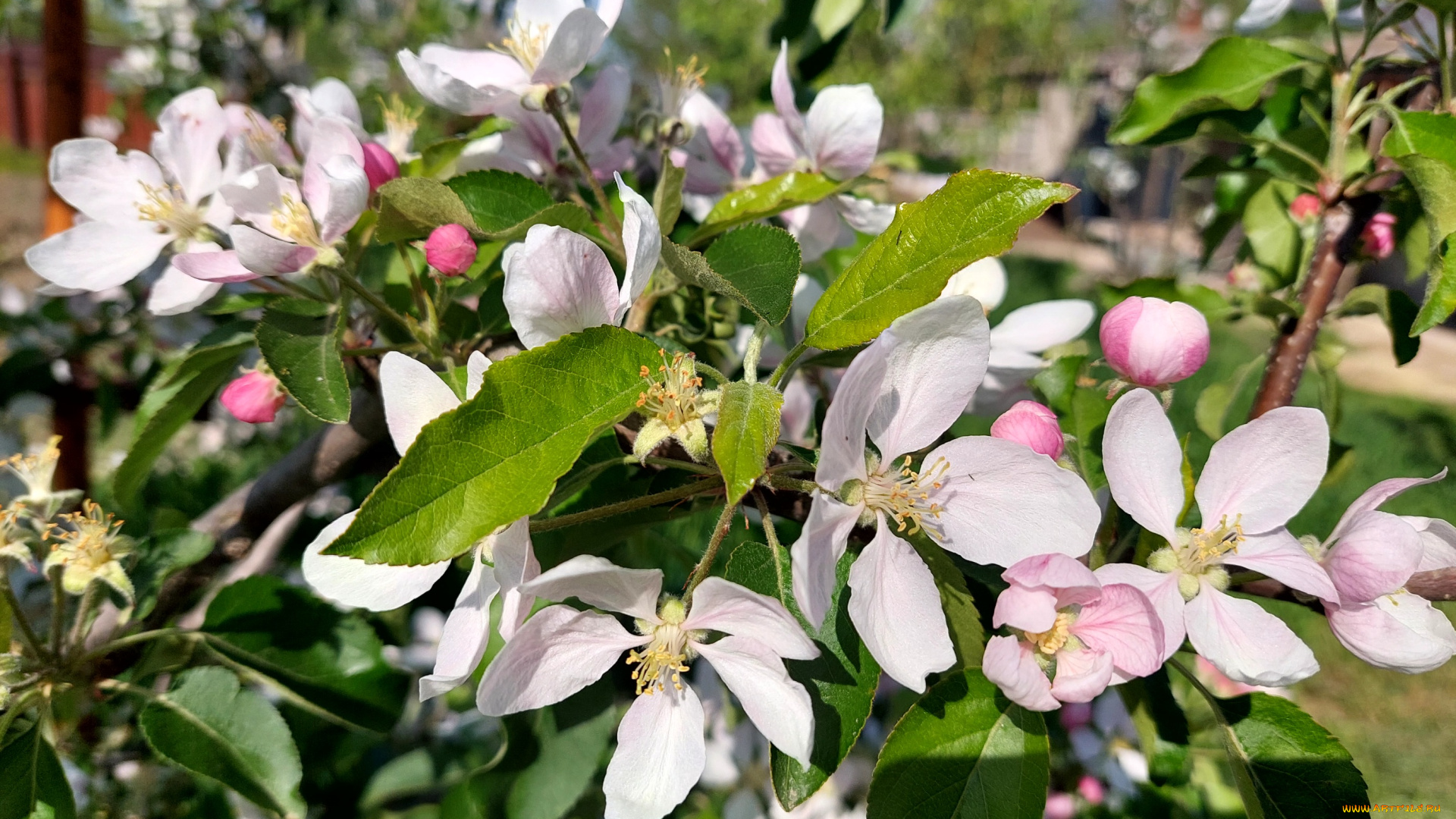 цветы, цветущие, деревья, , , кустарники, яблоня, цветение, весна, 2022
