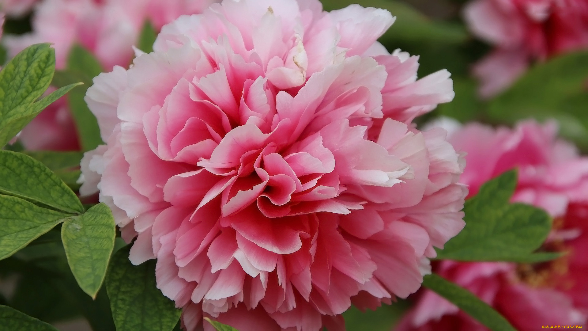 цветы, пионы, розовый, пион, макро