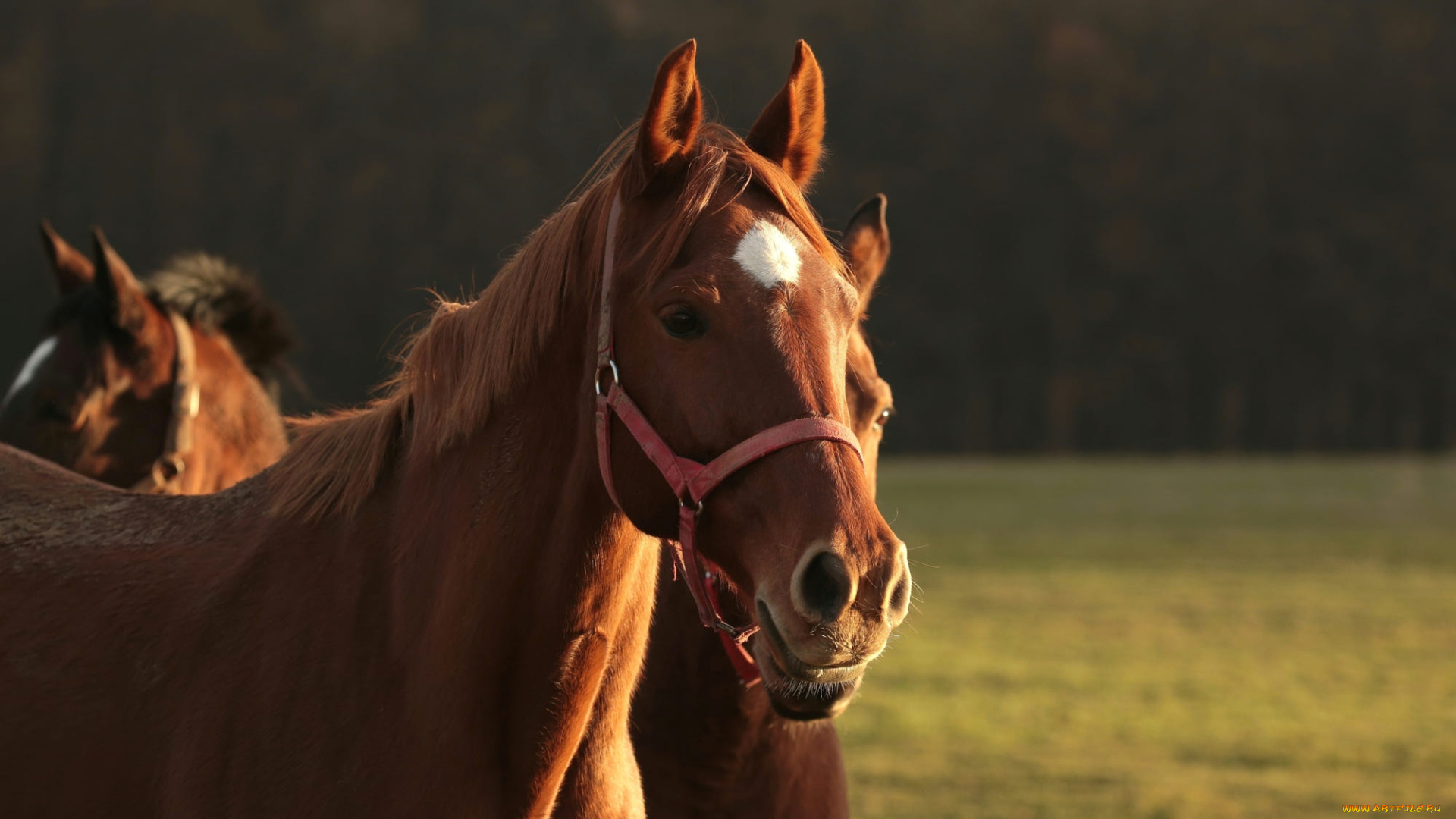 животные, лошади, кони