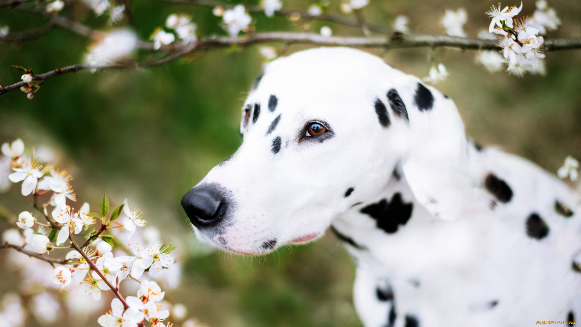 животные, собаки, далматинец