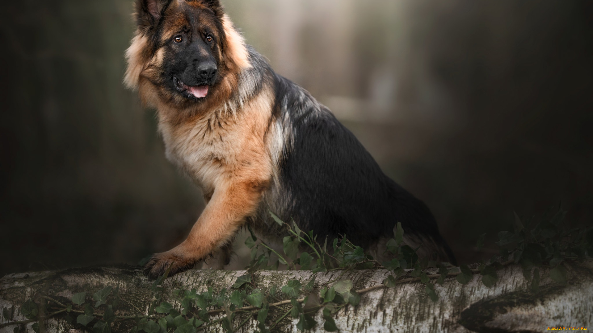 животные, собаки, собака