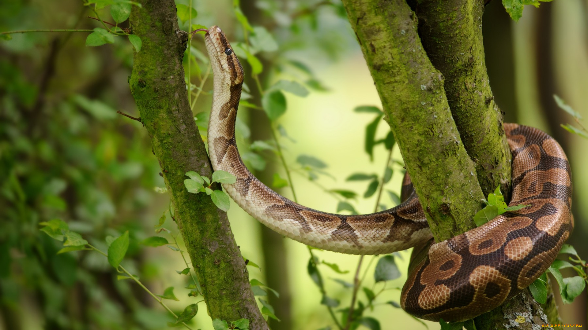 животные, змеи, , питоны, , кобры, питон