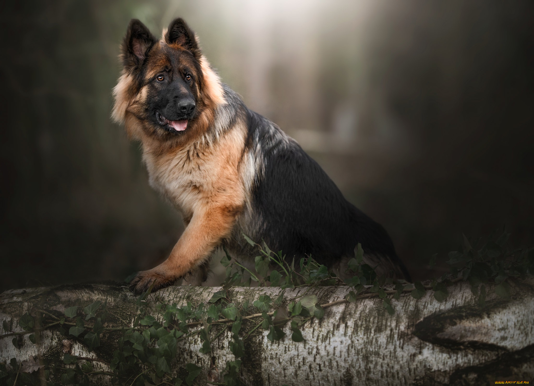 животные, собаки, собака