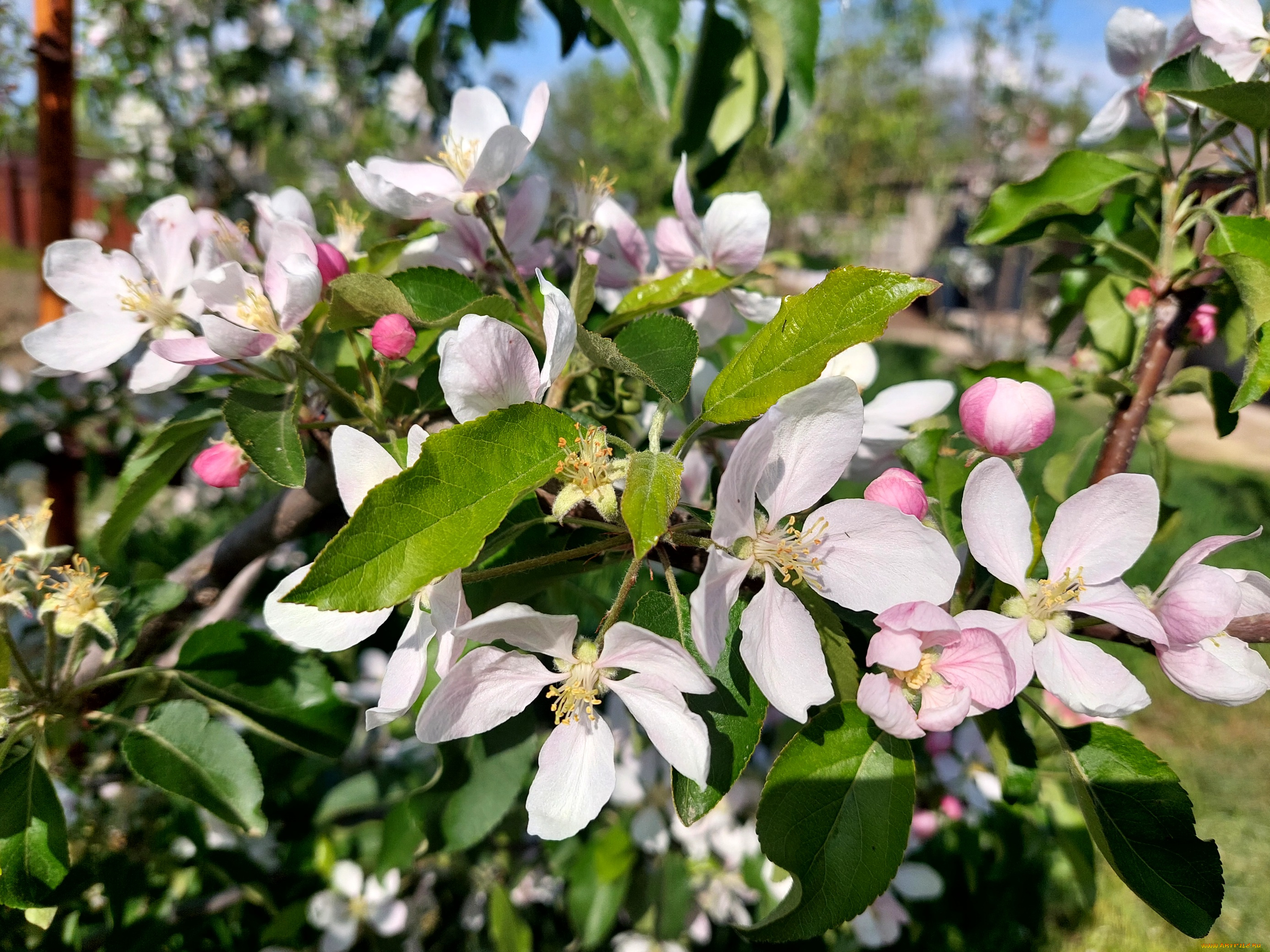 цветы, цветущие, деревья, , , кустарники, яблоня, цветение, весна, 2022