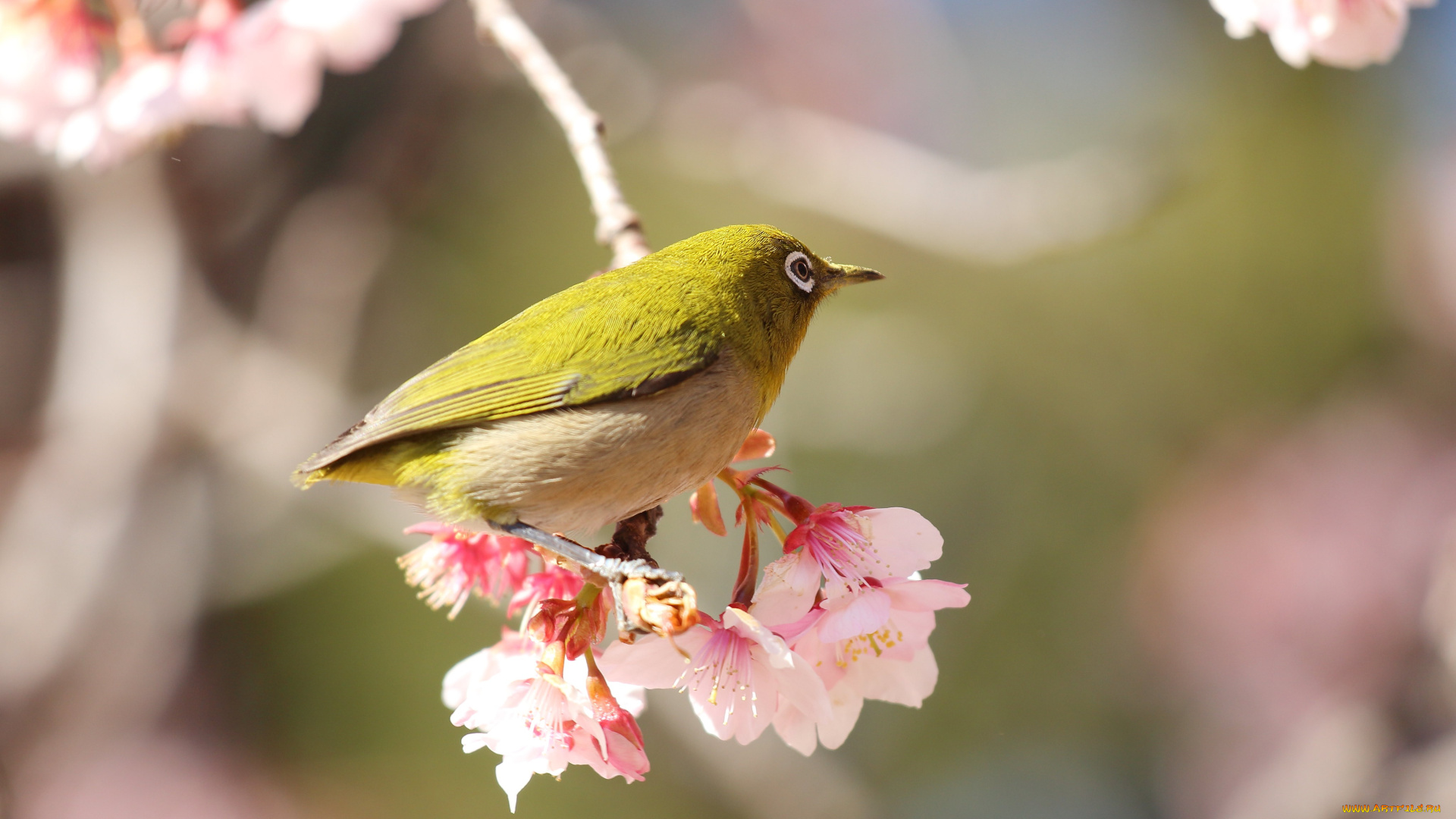 животные, белоглазки, птица