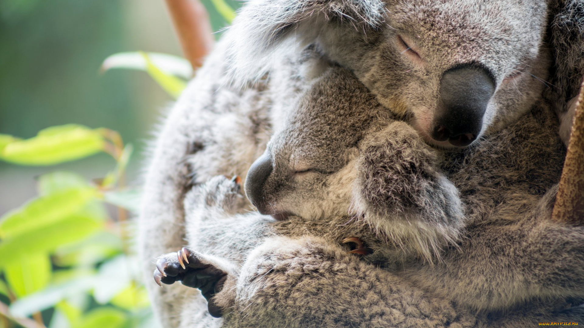 животные, коалы, коала