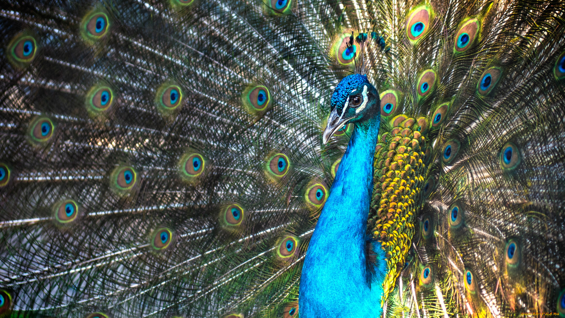 животные, павлины, павлин