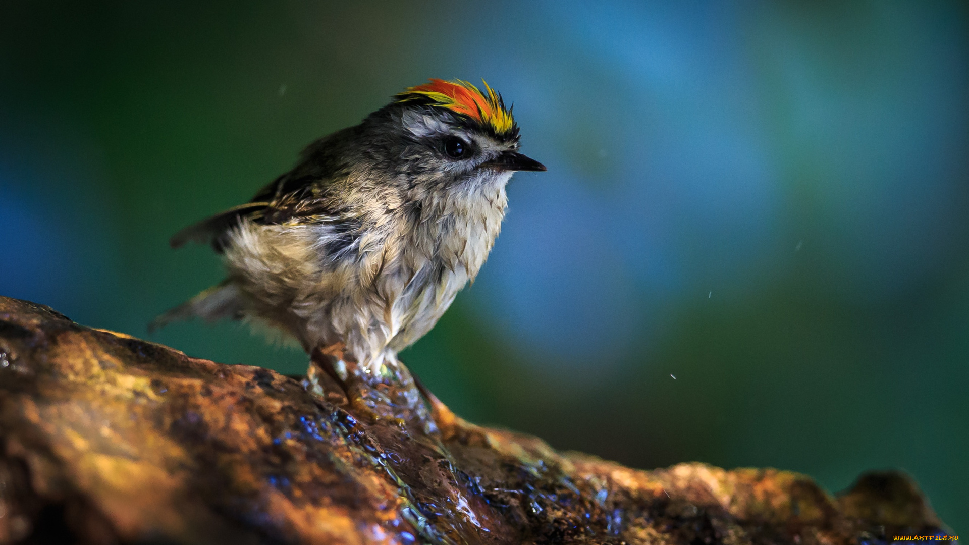 животные, птицы, птица