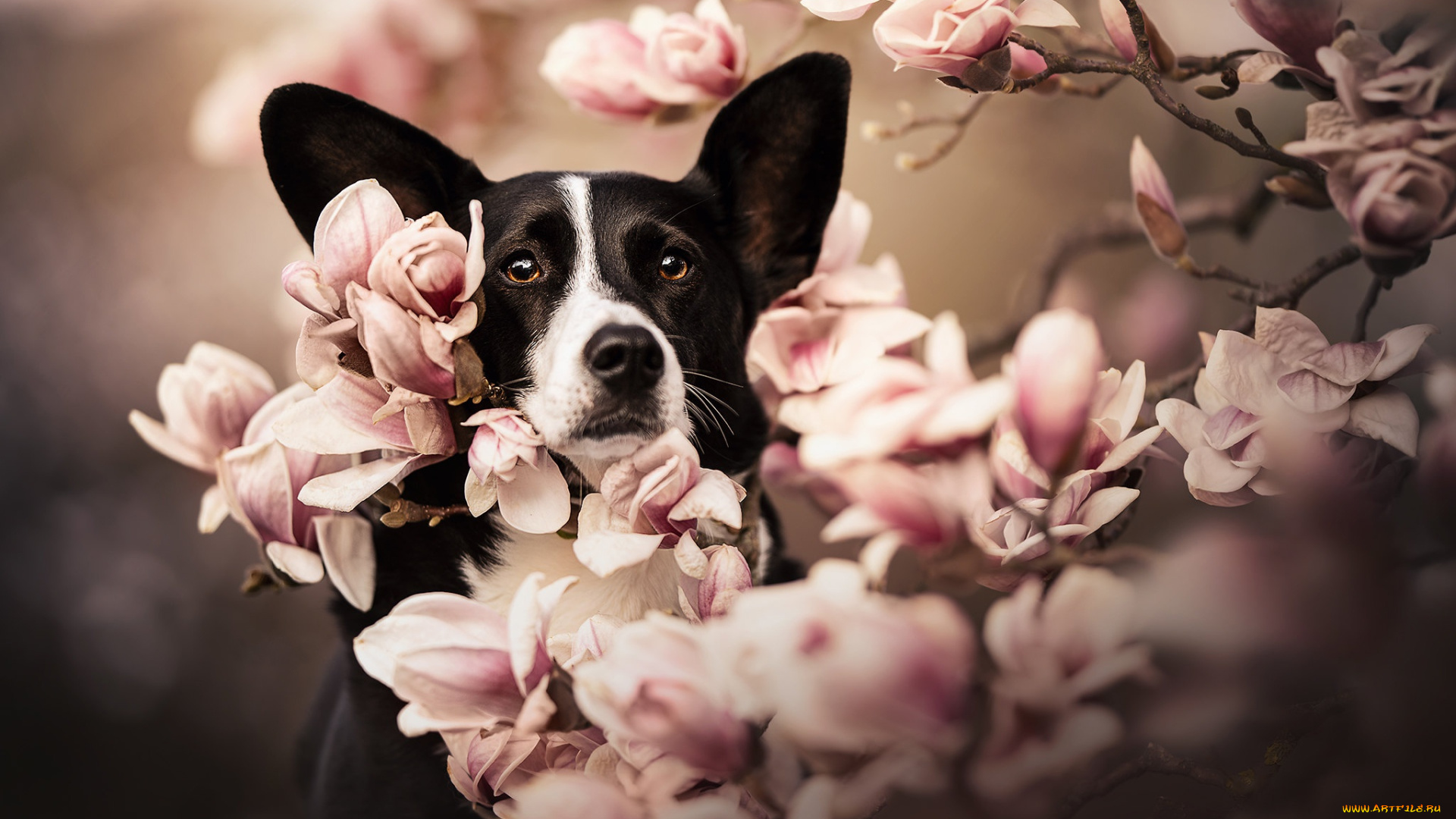 животные, собаки, собака