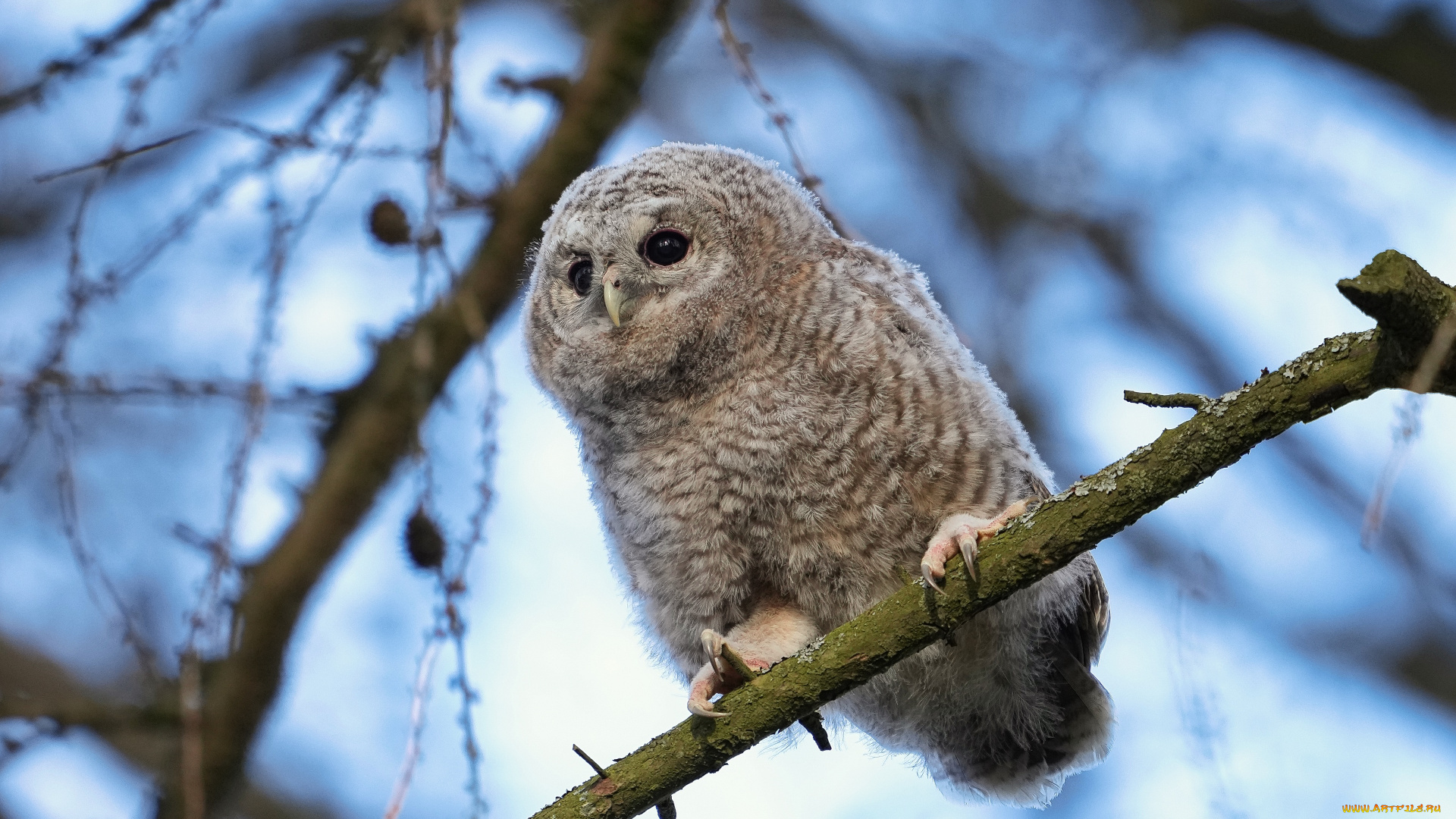 животные, совы, сова