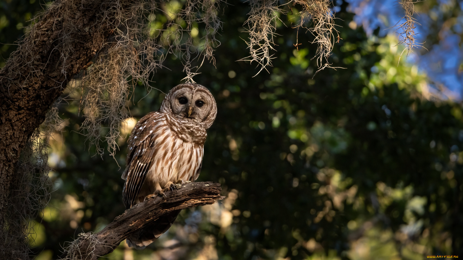 животные, совы, сова