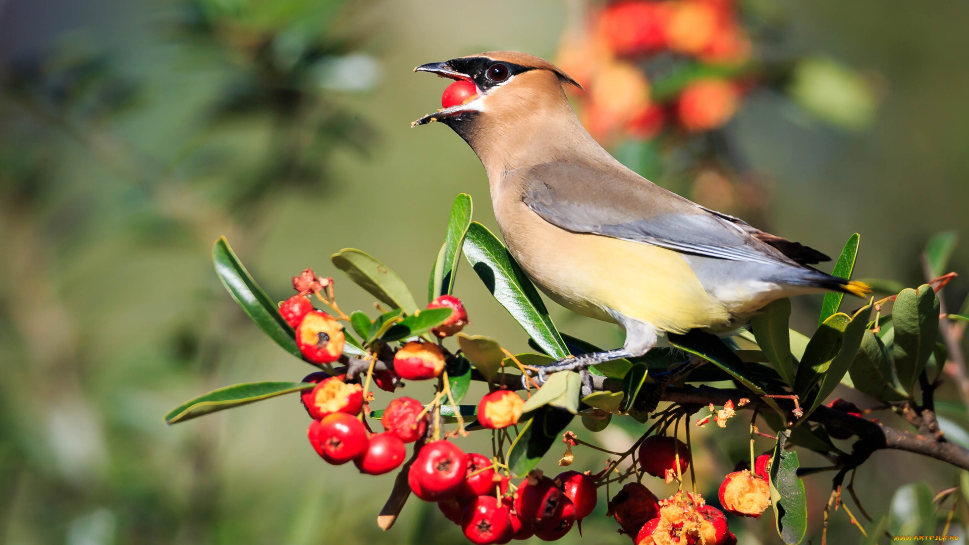 животные, свиристели, птица
