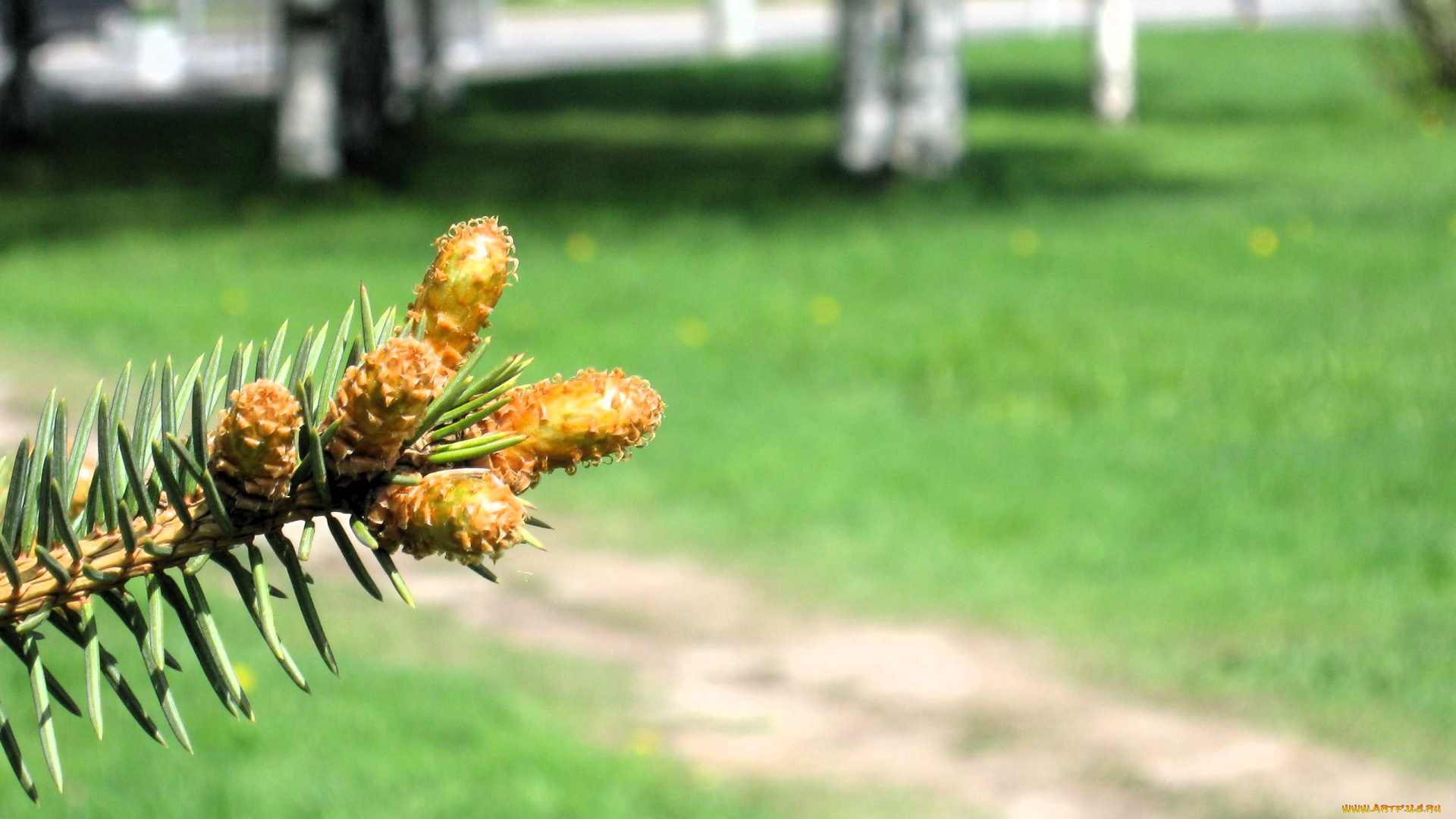 природа, шишки, , жёлуди, , каштаны, ветка, ель, тропа, лужайка