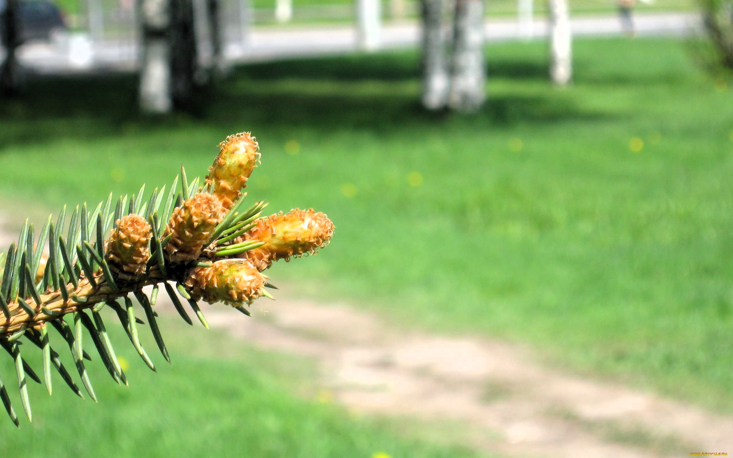 природа, шишки, , жёлуди, , каштаны, ветка, ель, тропа, лужайка