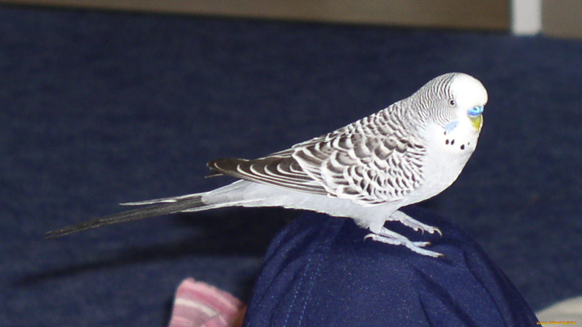 kescha, животные, попугаи