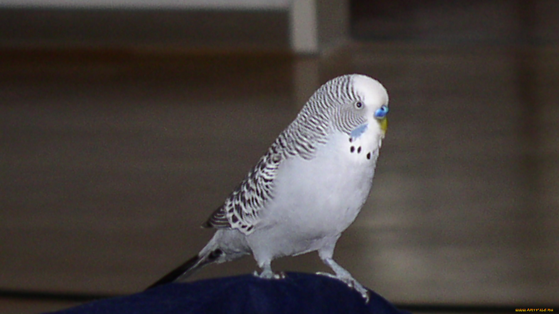 kescha, животные, попугаи