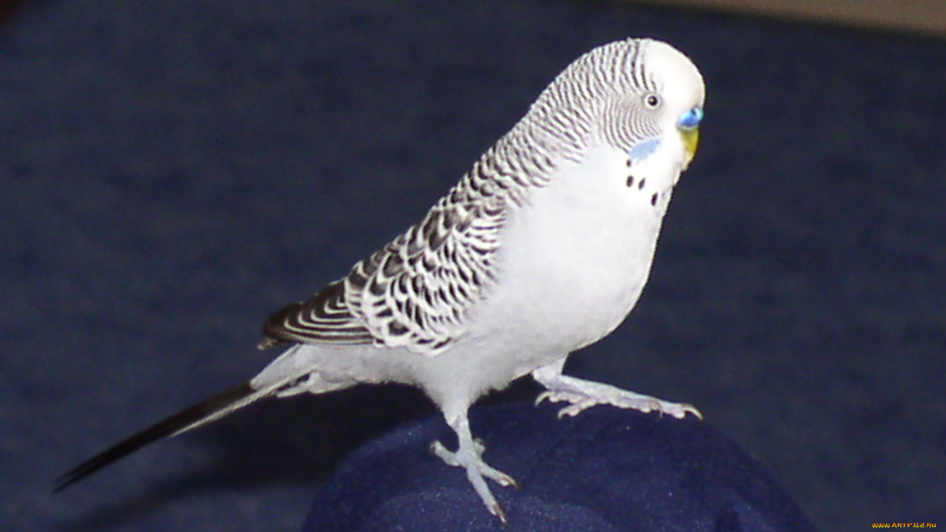 kescha, животные, попугаи