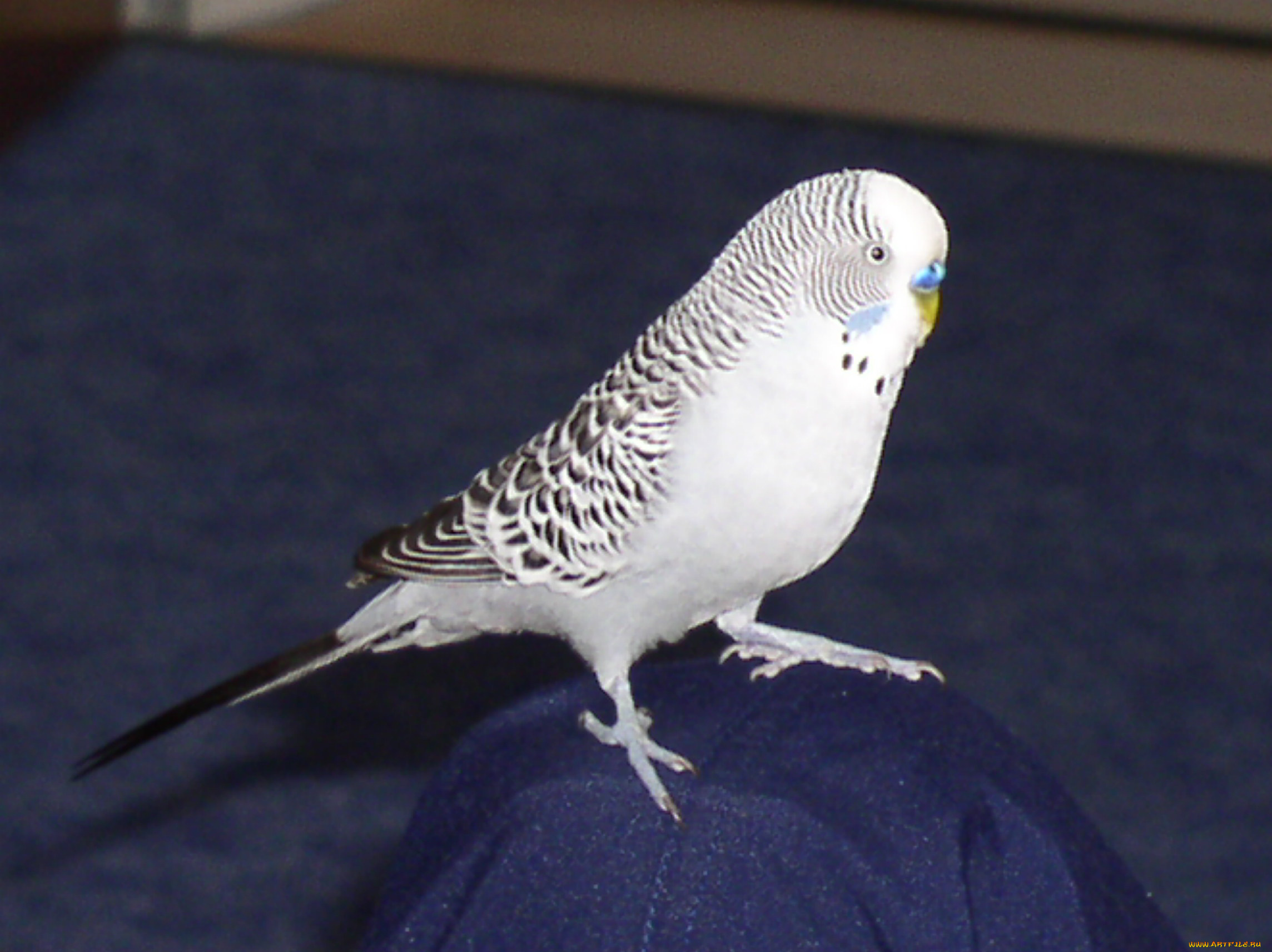 kescha, животные, попугаи