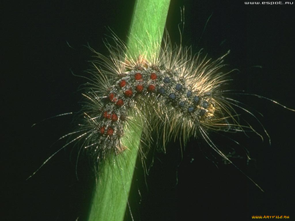 животные, гусеницы