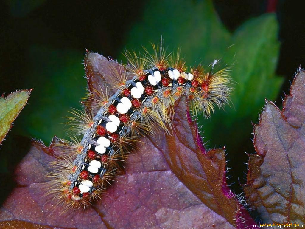 животные, гусеницы