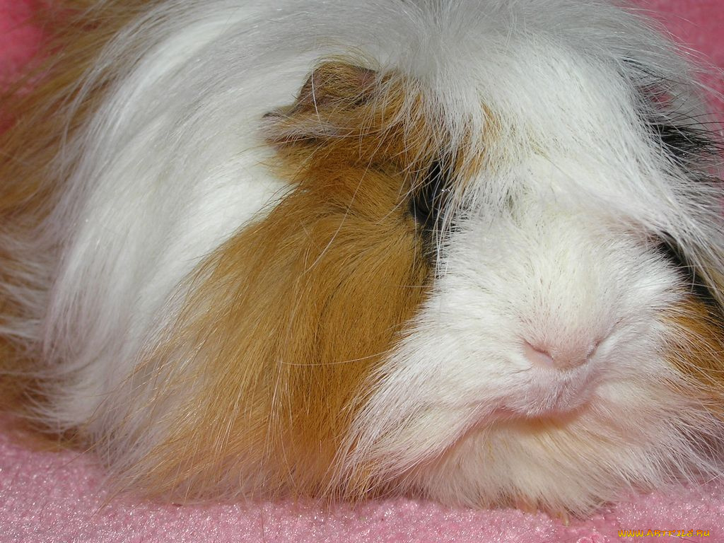 животные, морские, свинки, хомяки