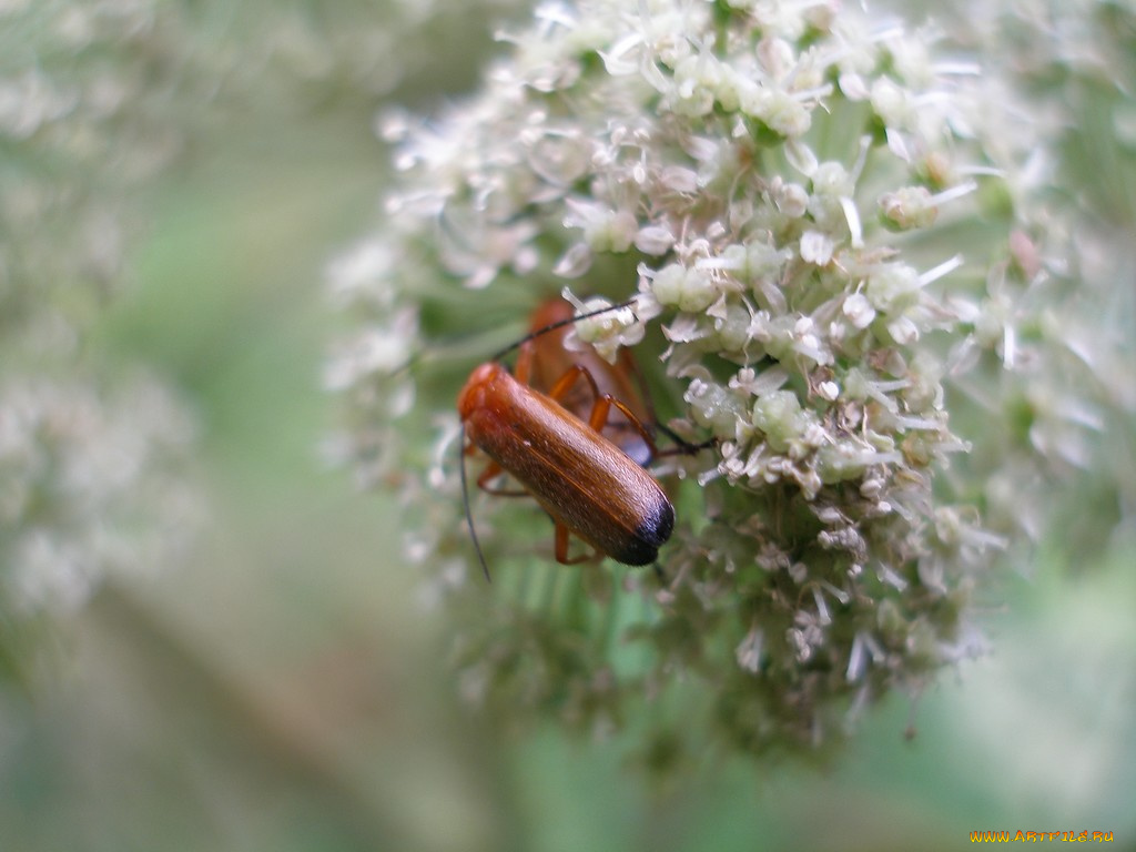 животные, насекомые