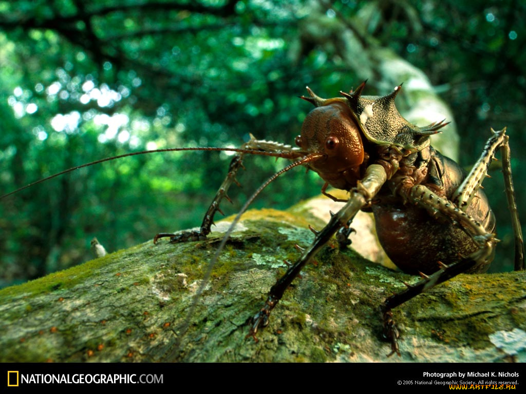 животные, насекомые