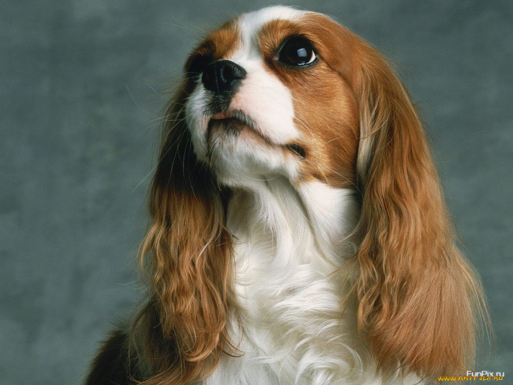 животные, собаки