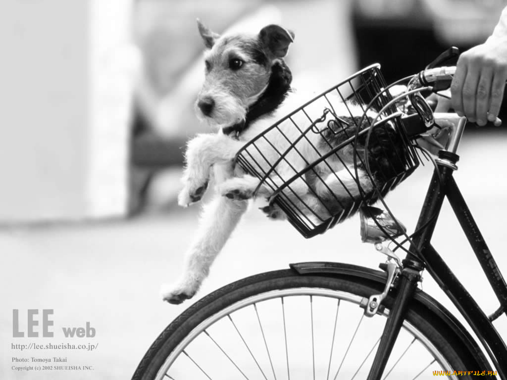 животные, собаки