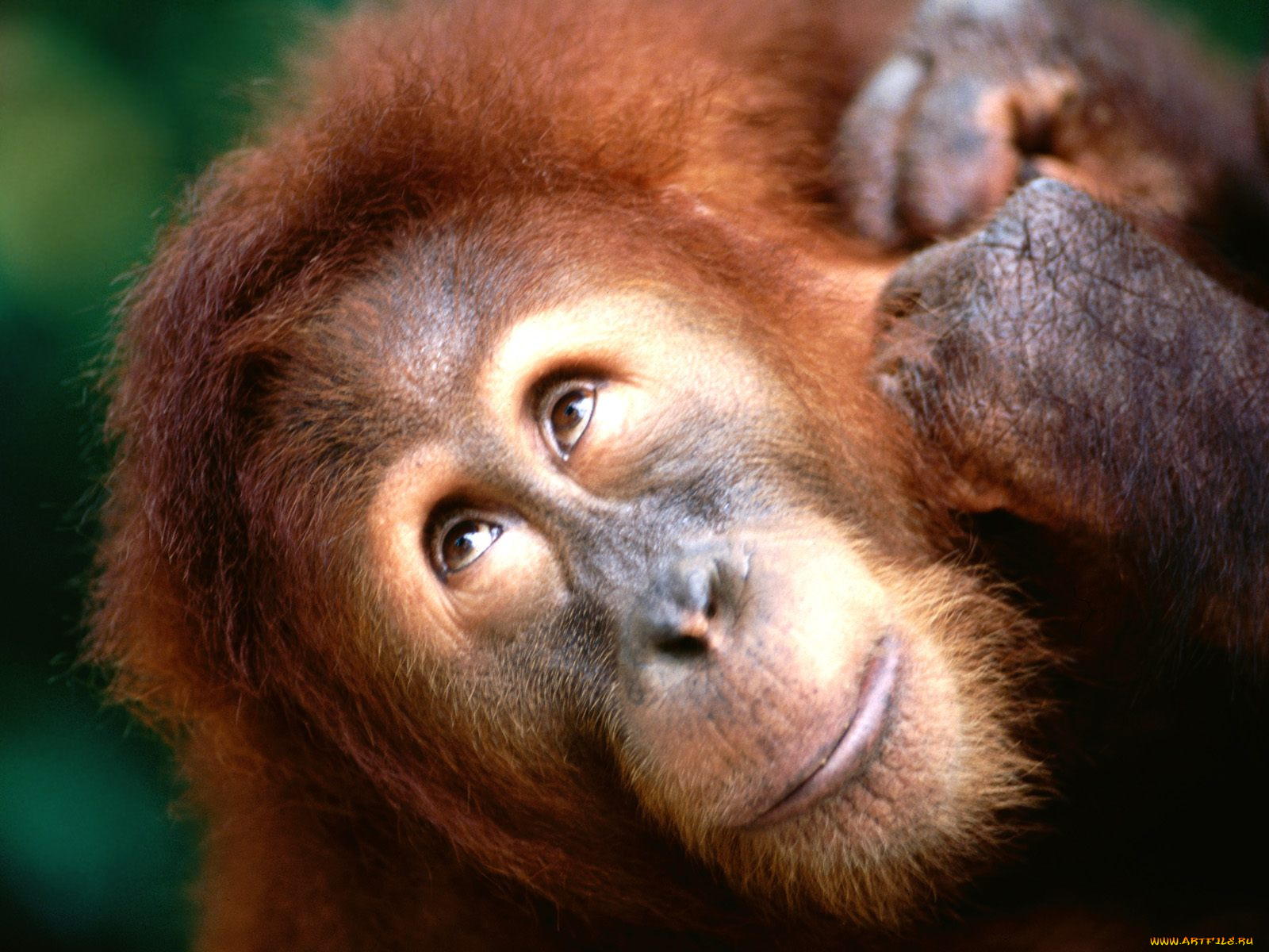 angelic, face, sumatran, orangutan, животные, обезьяны