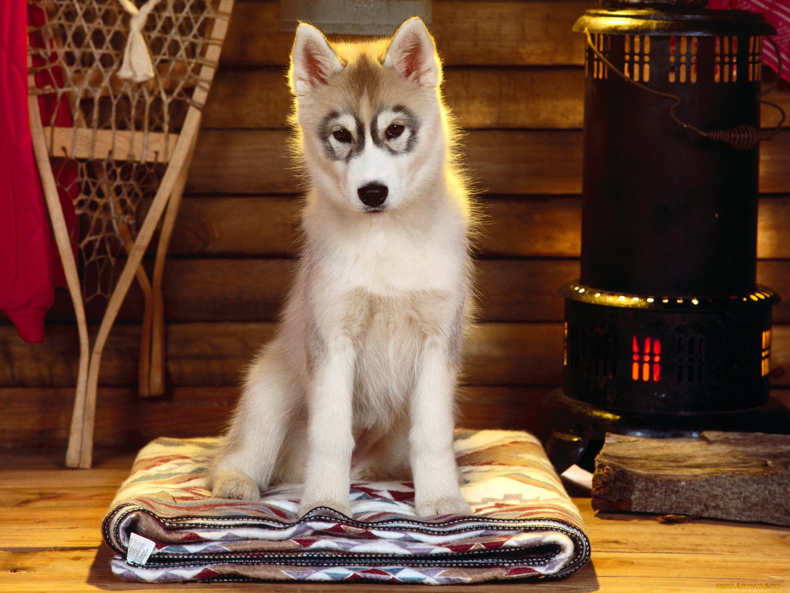 best, seat, in, the, house, животные, собаки