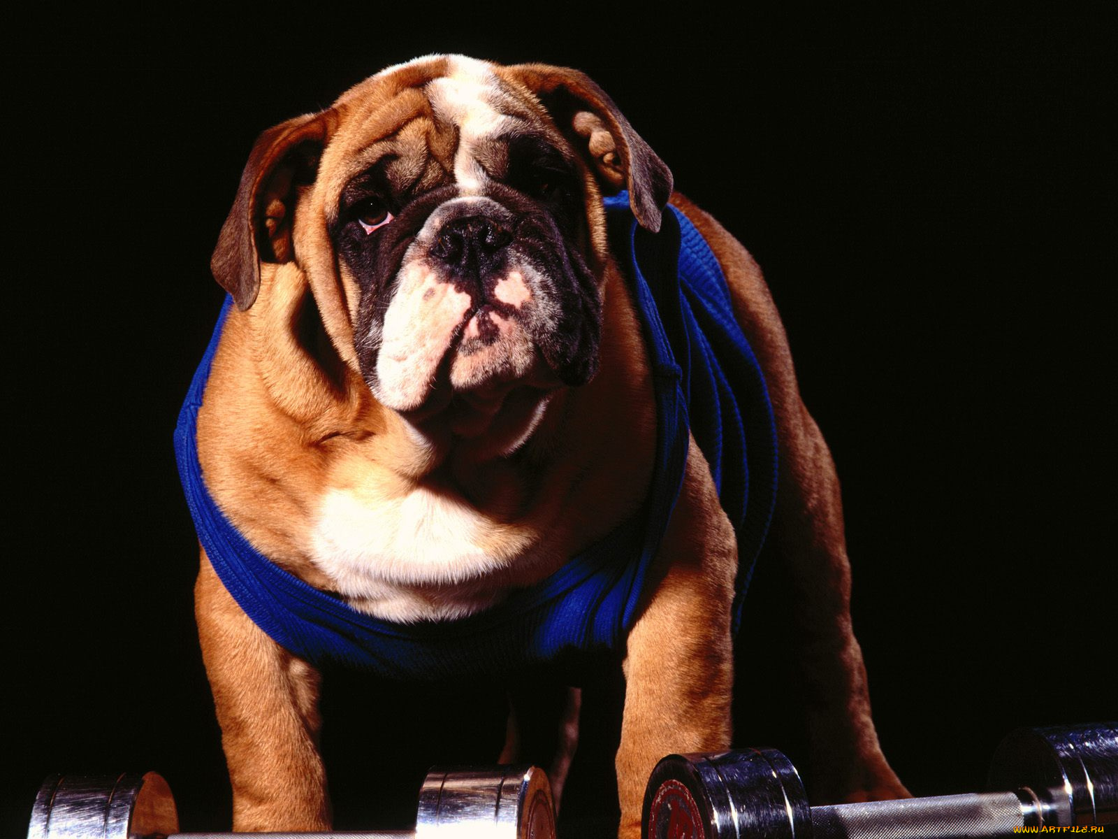 животные, собаки