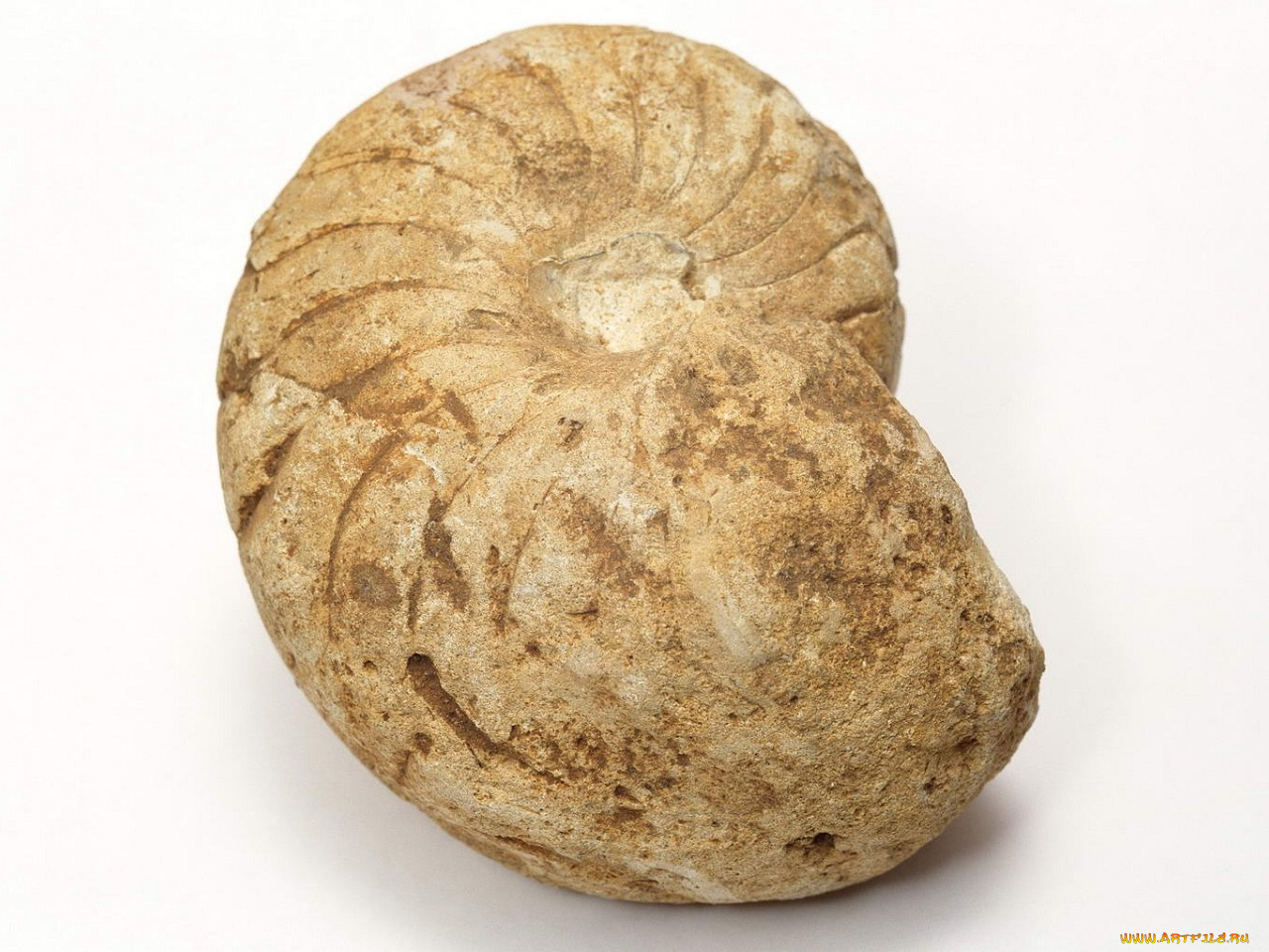 разное, ракушки, кораллы, декоративные, spa, камни