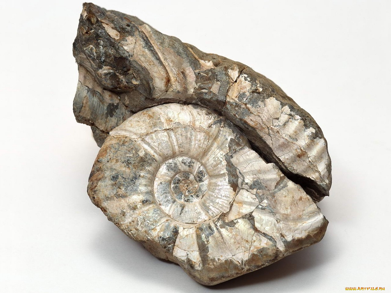 разное, ракушки, кораллы, декоративные, spa, камни