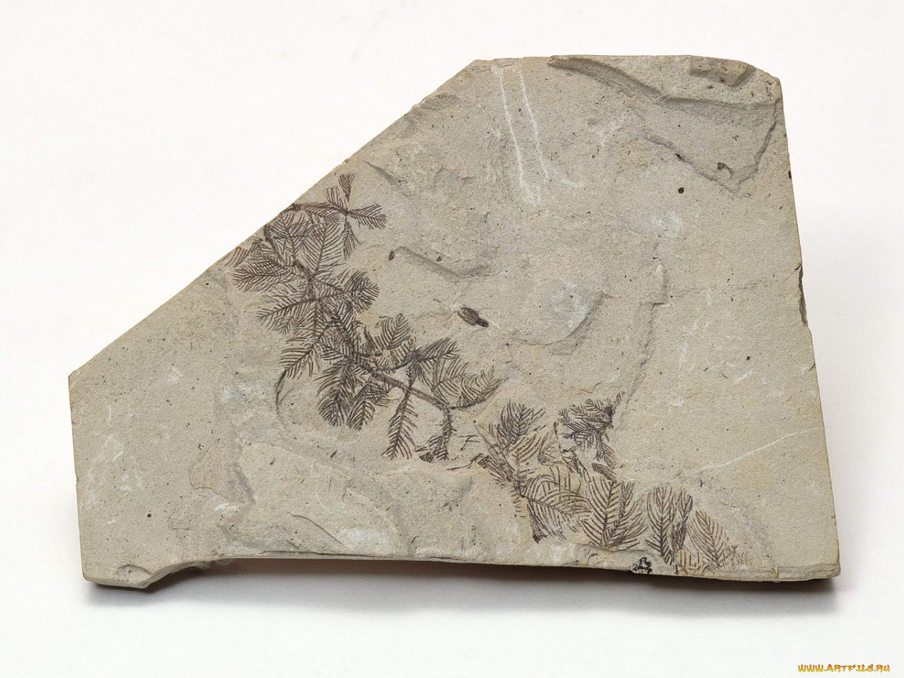 разное, ракушки, кораллы, декоративные, spa, камни