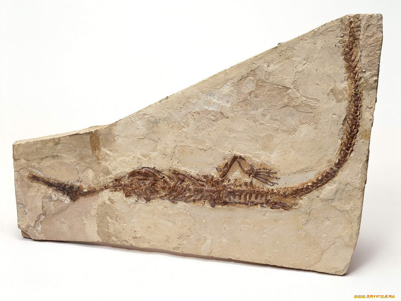 разное, ракушки, кораллы, декоративные, spa, камни