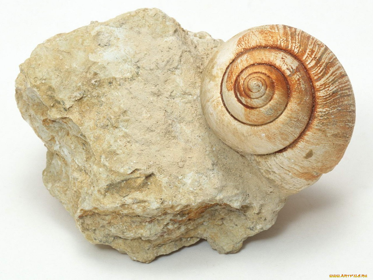 разное, ракушки, кораллы, декоративные, spa, камни