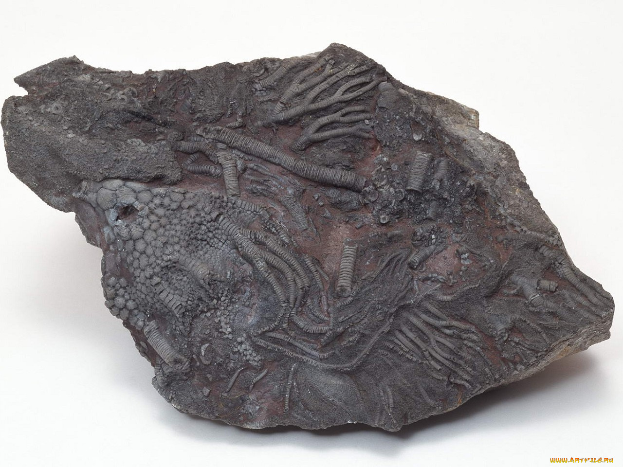 разное, ракушки, кораллы, декоративные, spa, камни