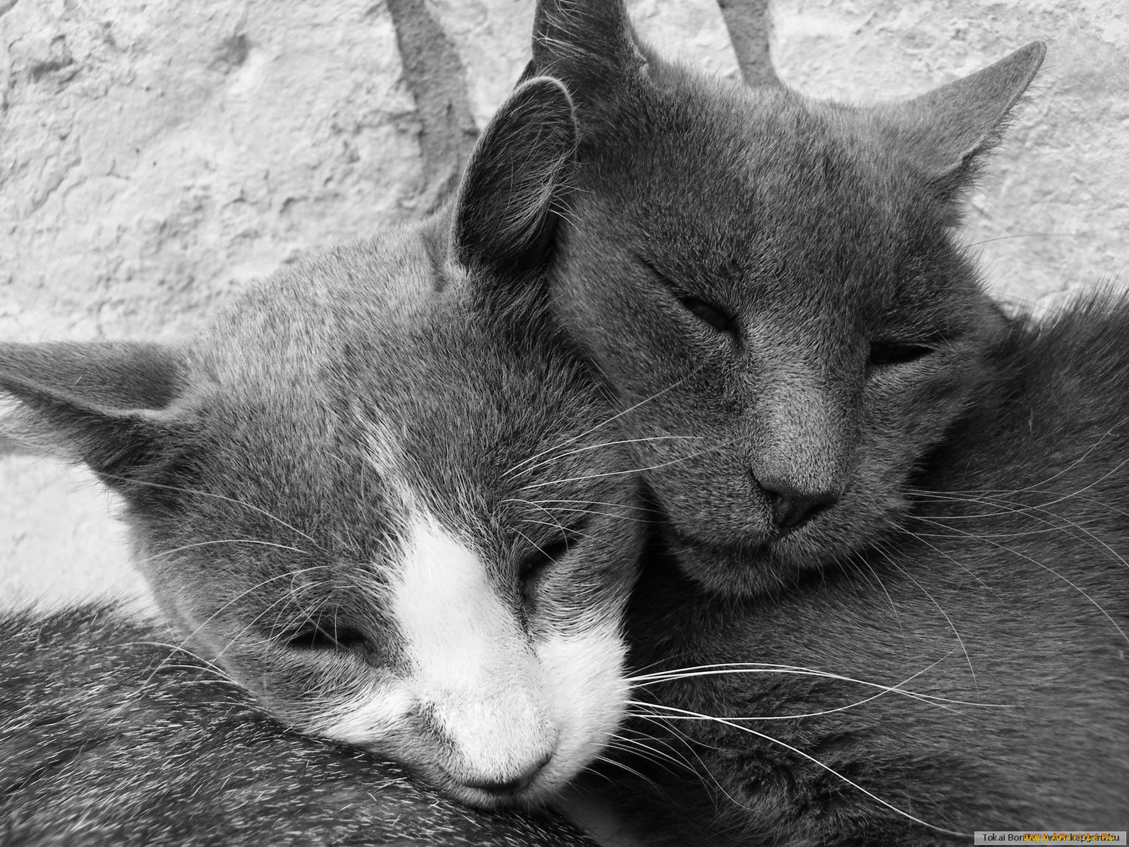 животные, коты