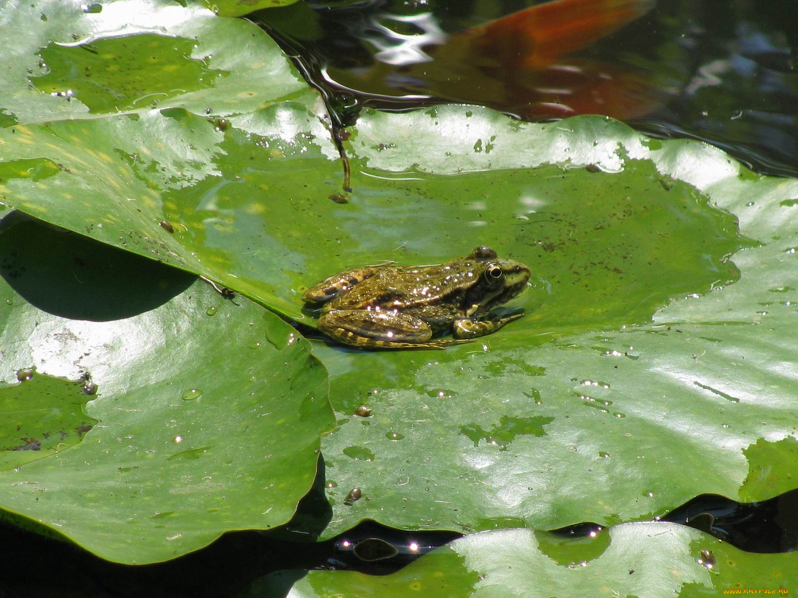 животные, лягушки